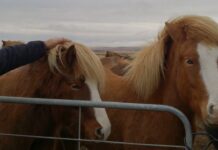 İzlanda – Reykjavik