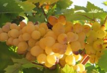 SANA SICAKLAR DOKUNMUŞTUR, KESİN