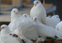 GÜVERCİNLİ YAZI -1