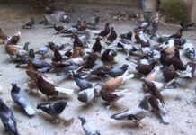 GÜVERCİNLİ YAZI -3