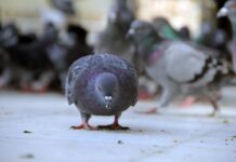 GÜVERCİNLİ YAZI -4