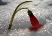 ÖLMEK BİR GÜLÜCÜK KADAR YAKIN OLMASIN