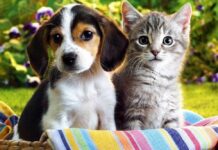 KÖPEĞİ SEV, KEDİYİ OKŞA