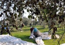 ŞİMDİ MEVSİM ZEYTİN