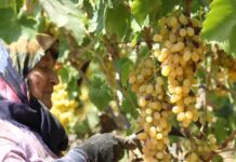 ÜZÜMÜ ÜZÜM İKİ GÖZÜM