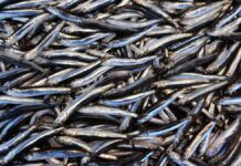 DOKUNMAYIN UŞAKLARA DA…