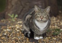 TEKİR KEDİ RÜMEYSA